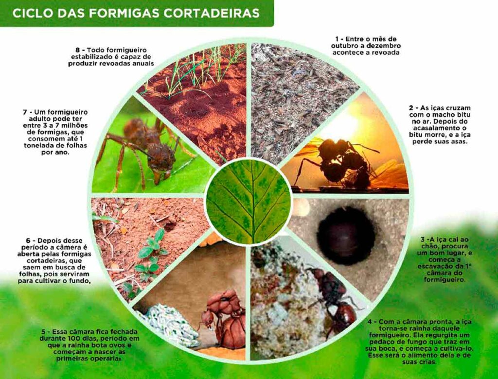 Ciclo da formiga cortadeira