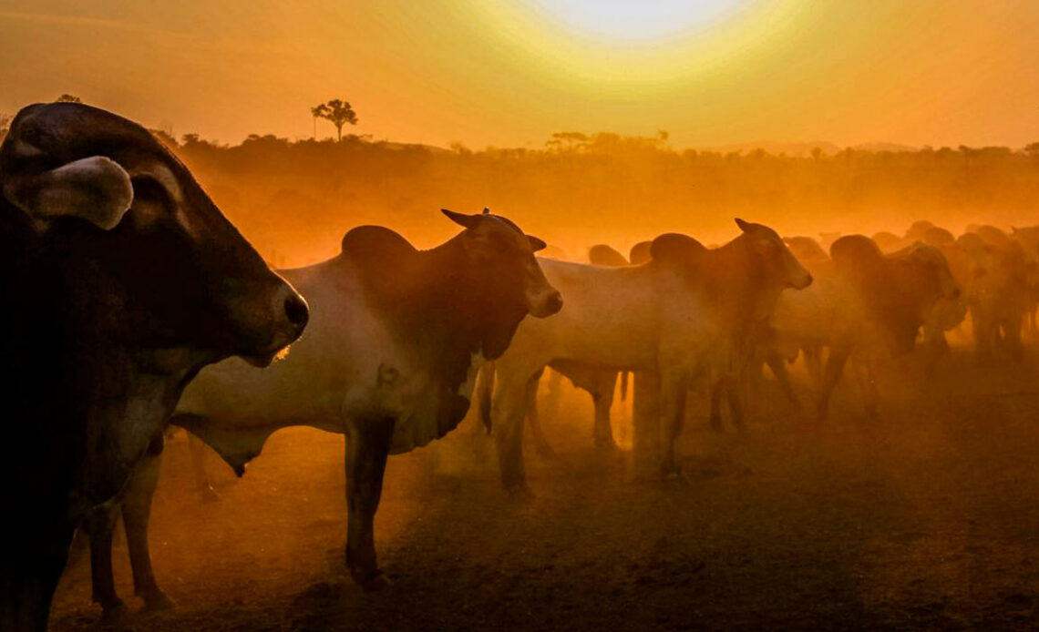 Gado com por do sol ao fundo