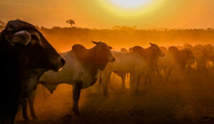 Gado com por do sol ao fundo