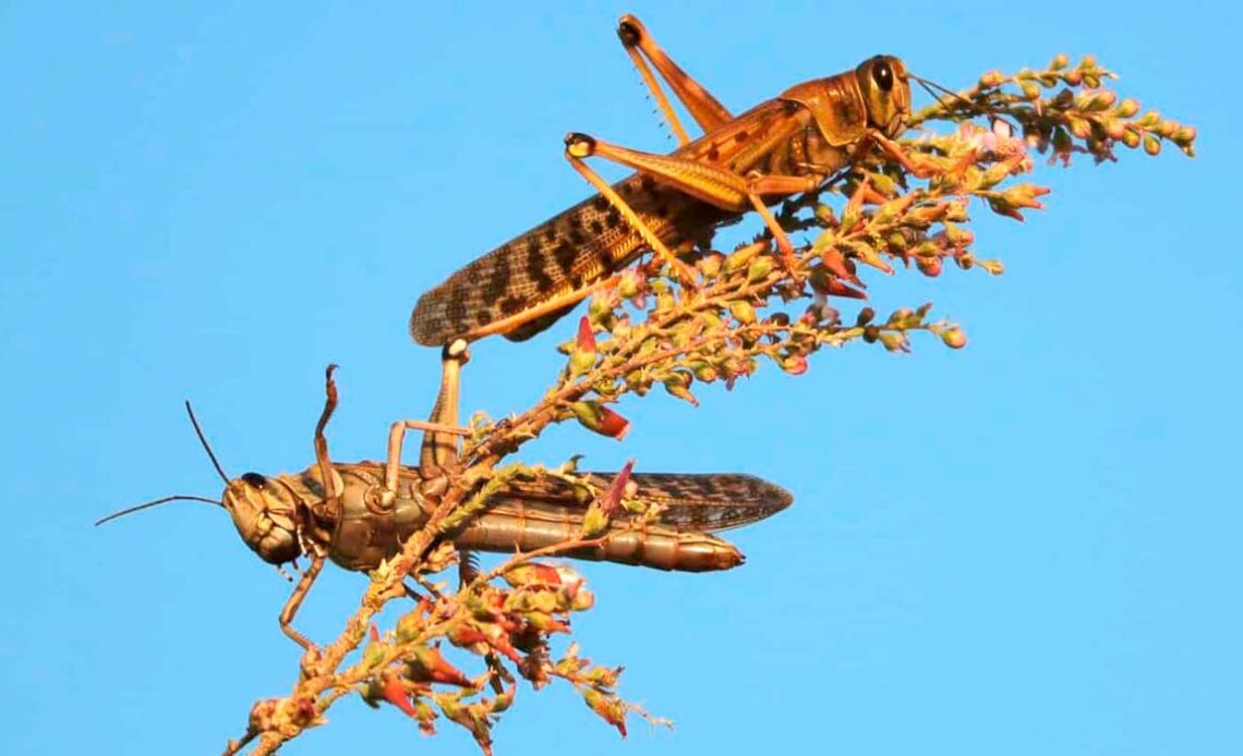 Gafanhotos pousados em planta (Schistocerca cancellata)