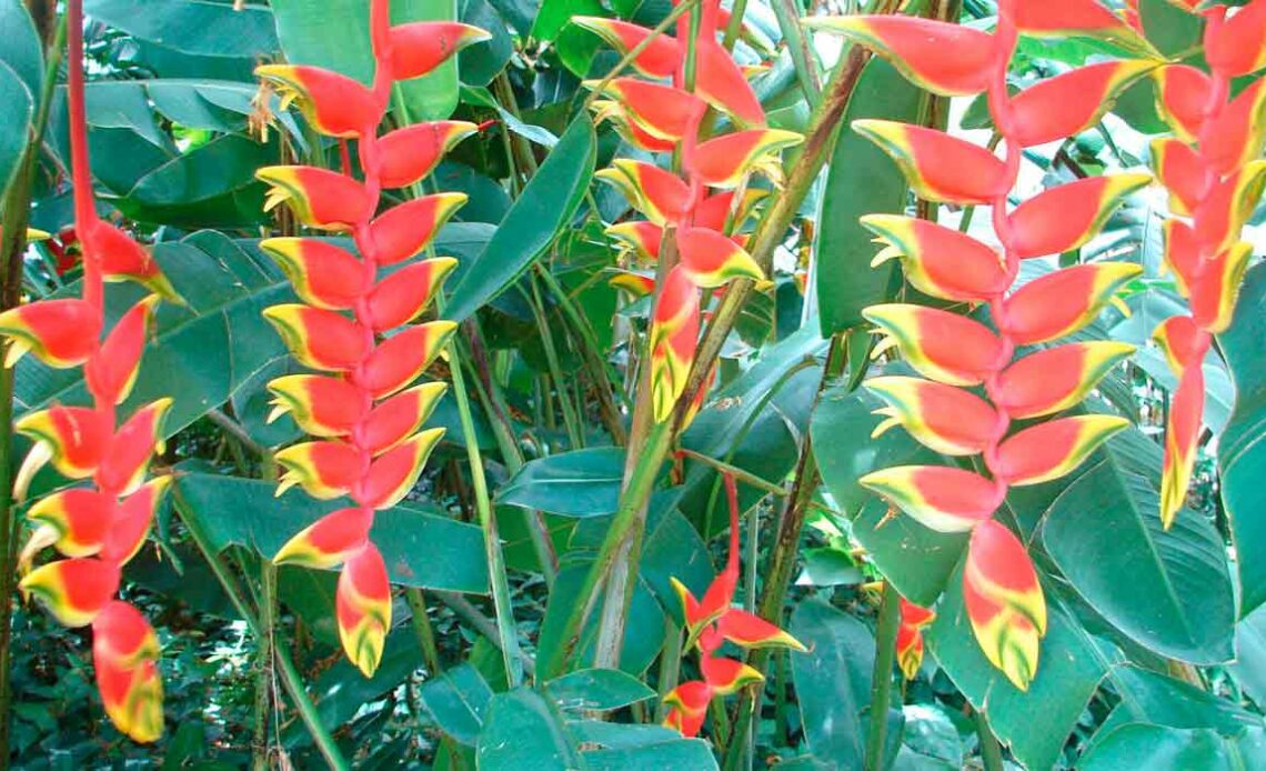 Heliconia rostrata