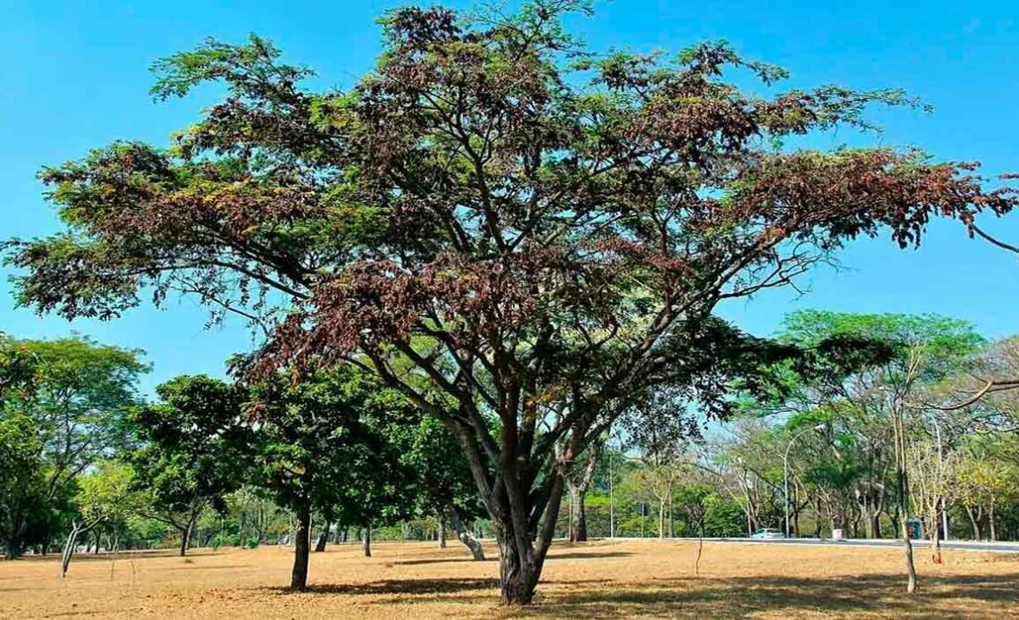 Jacarandá (Dalbergia nigra)