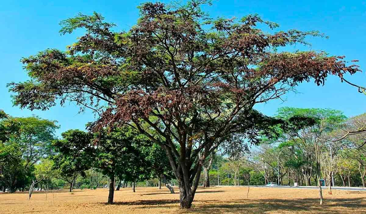 Jacarandá (Dalbergia nigra)