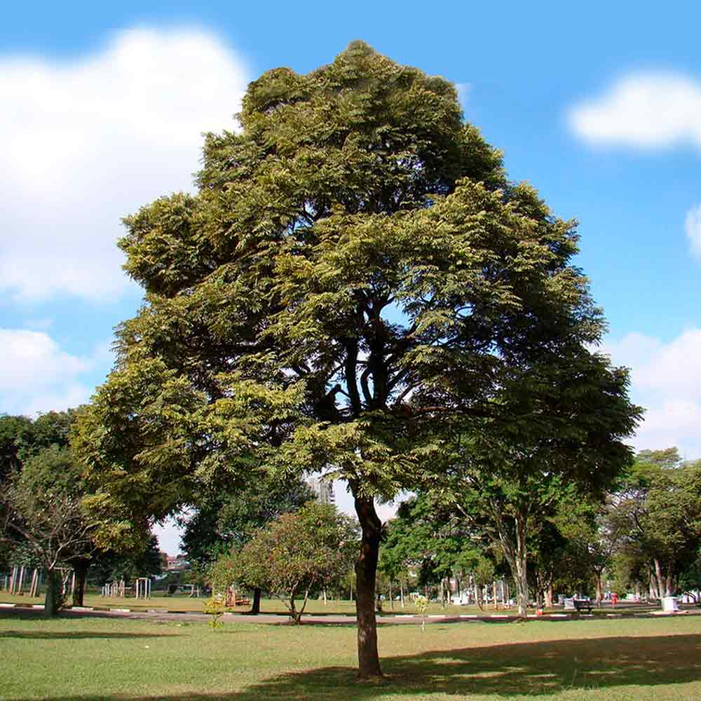 Jacarandá (Dalbergia nigra)