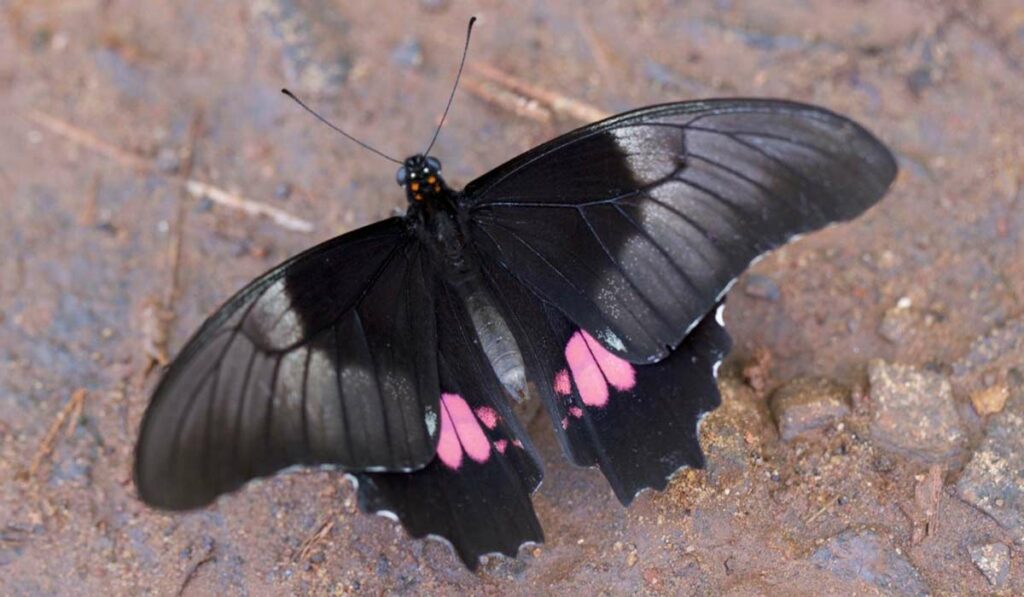 Borboleta Heraclides anchisiades capys