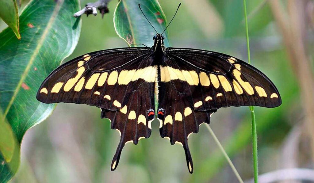 Borboleta Heraclides thoas brasiliensis