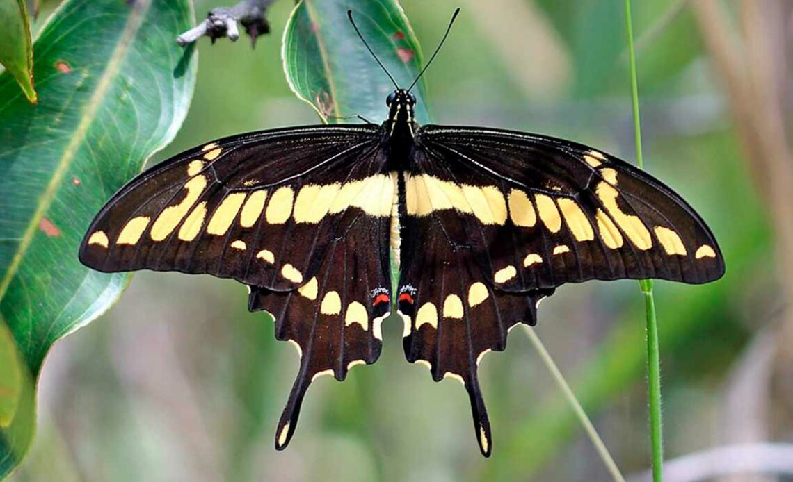 Borboleta Heraclides thoas brasiliensis