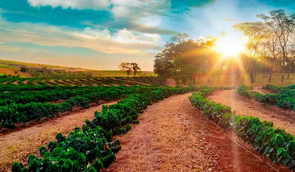 Lavoura com manejo de solo e sol ao fundo