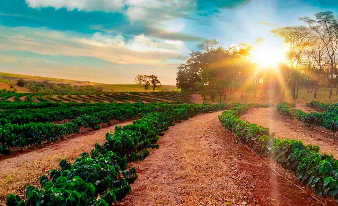 Lavoura com manejo de solo e sol ao fundo