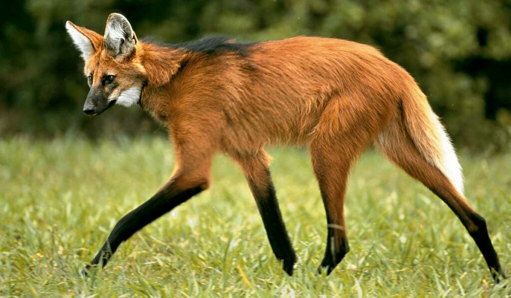 Lobo guará no campo