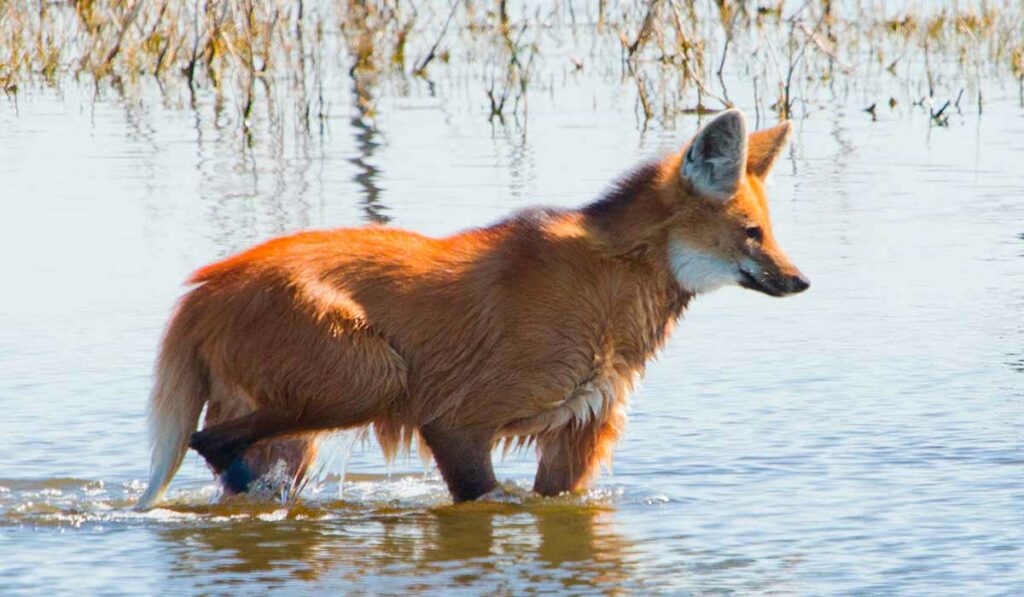 Lobo guará na água