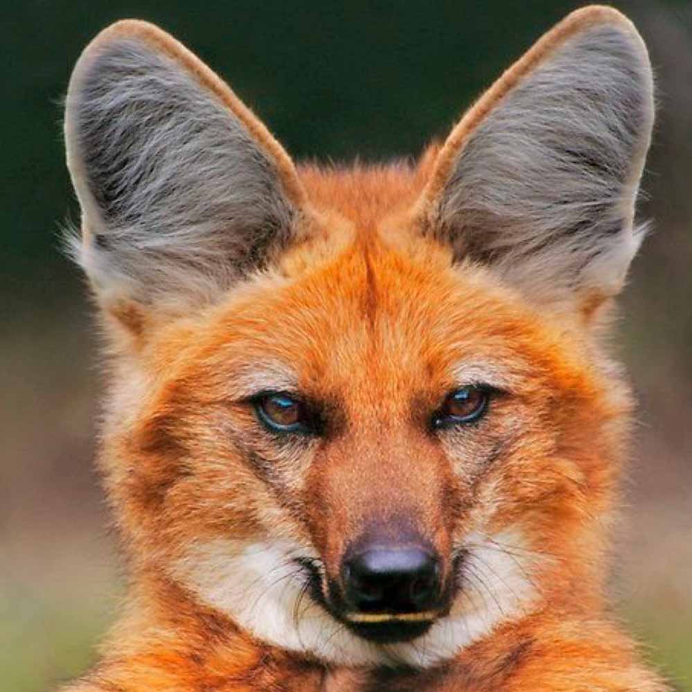 Lobo guará (Chrysocyon brachyurus)