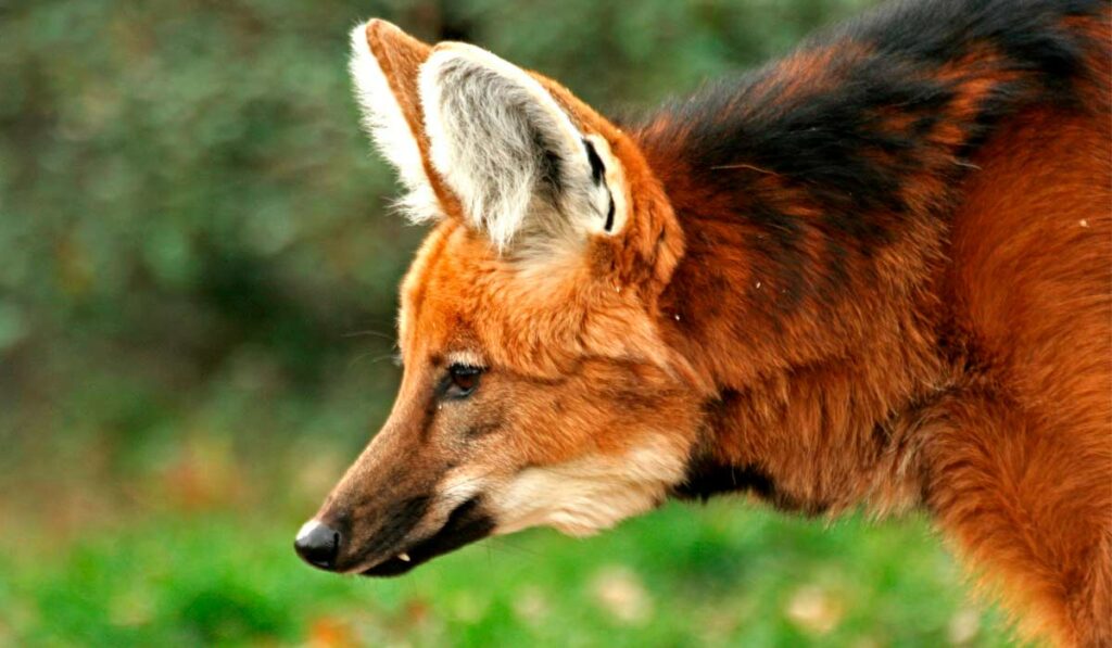 Lobo Guará (Chrysocyon brachyururs)