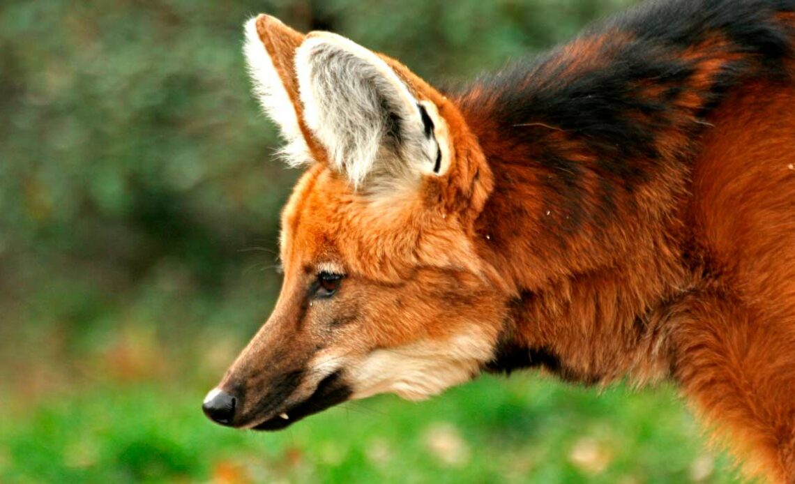 Lobo Guará (Chrysocyon brachyururs)