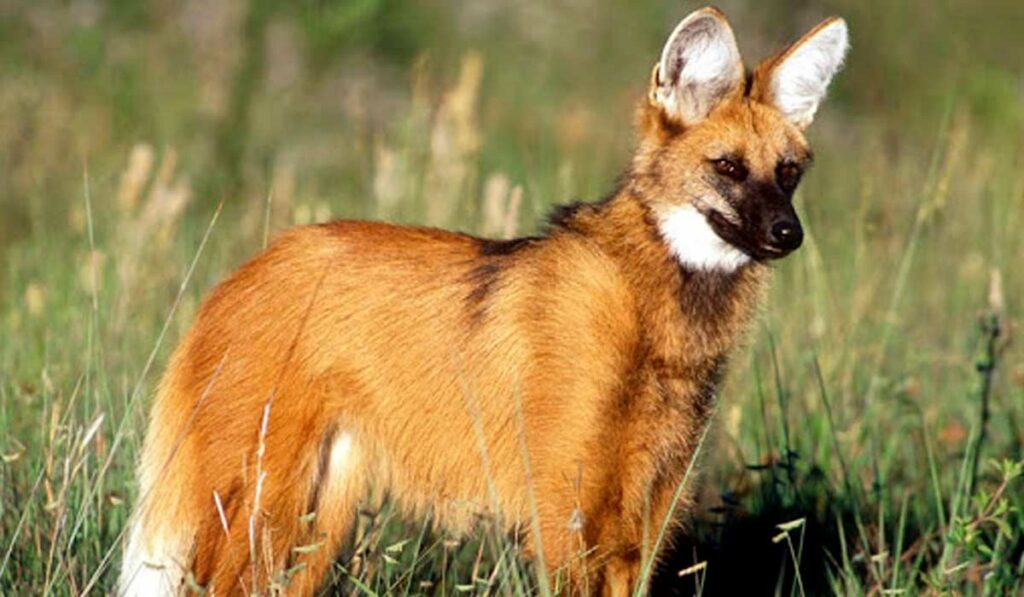 Lobo guará no campo