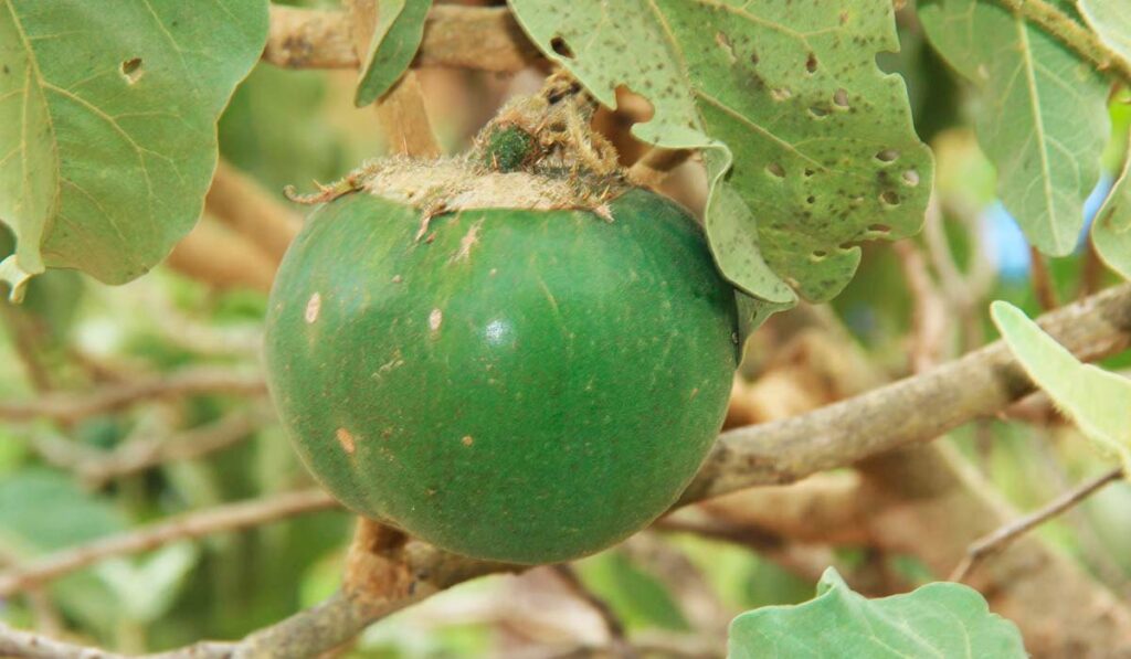 Lobeira (Solanum lycocarpum)