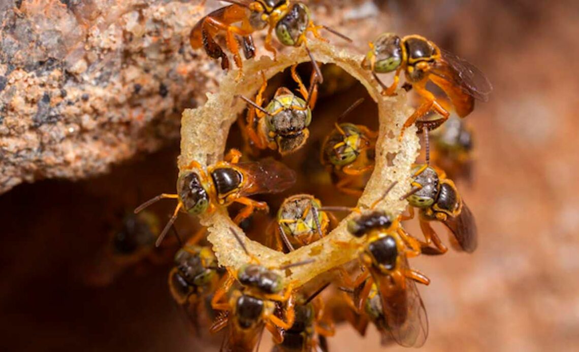 Entrada de uma colônia de abelha jataí com abelhas no canudo