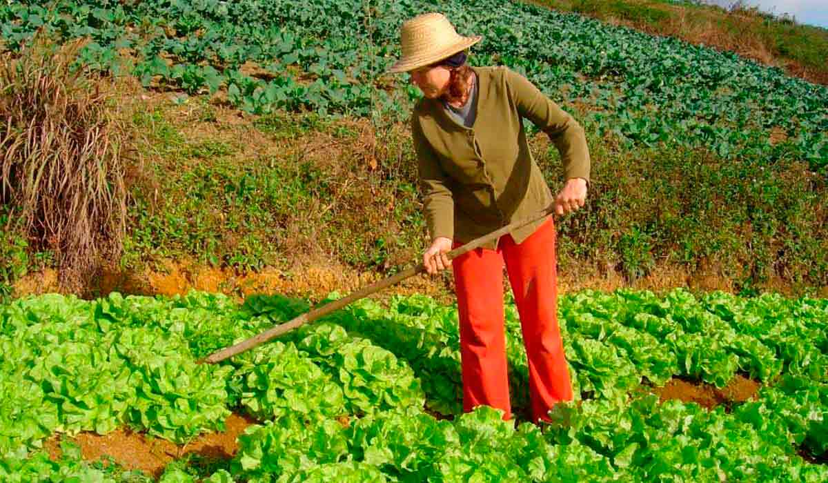 Mulher rural trabalhando na horta