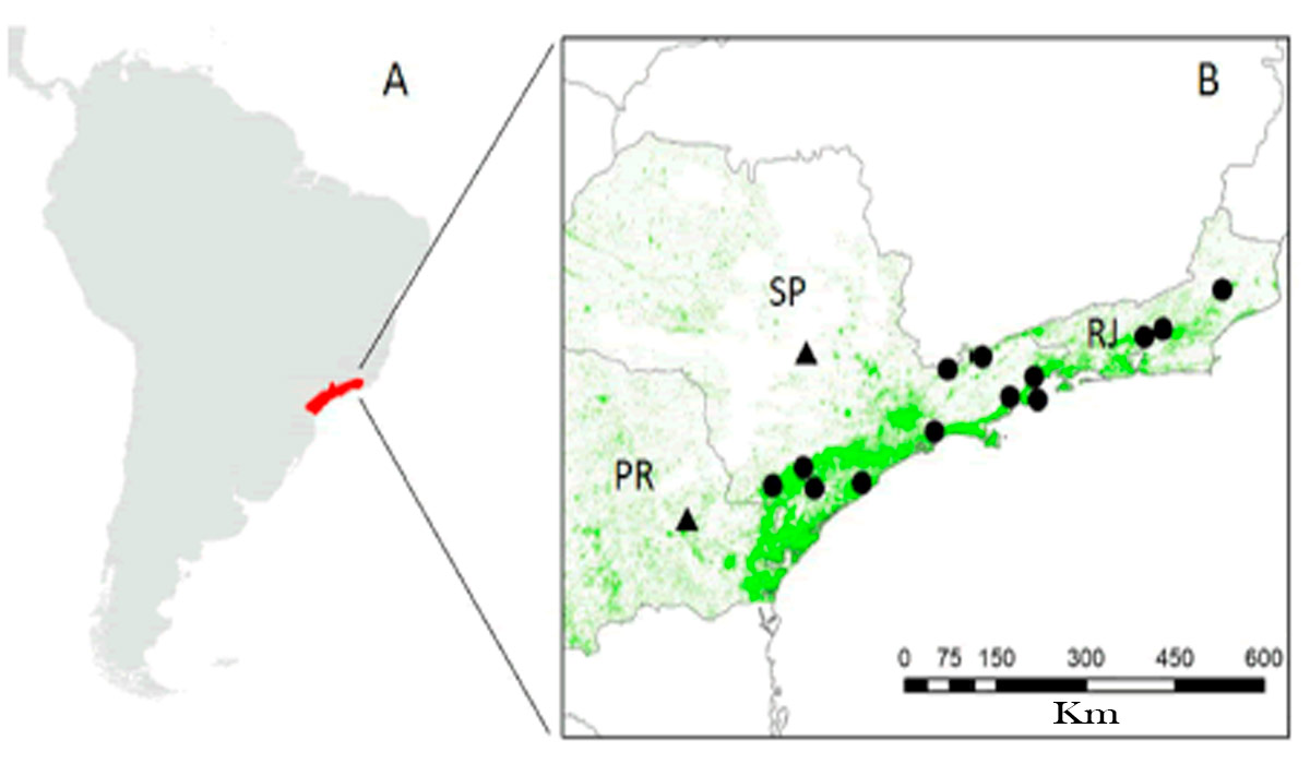 Mapa da área de ocorrência do Muriqui (Brachyteles arachnoides) na Mata Atlântica