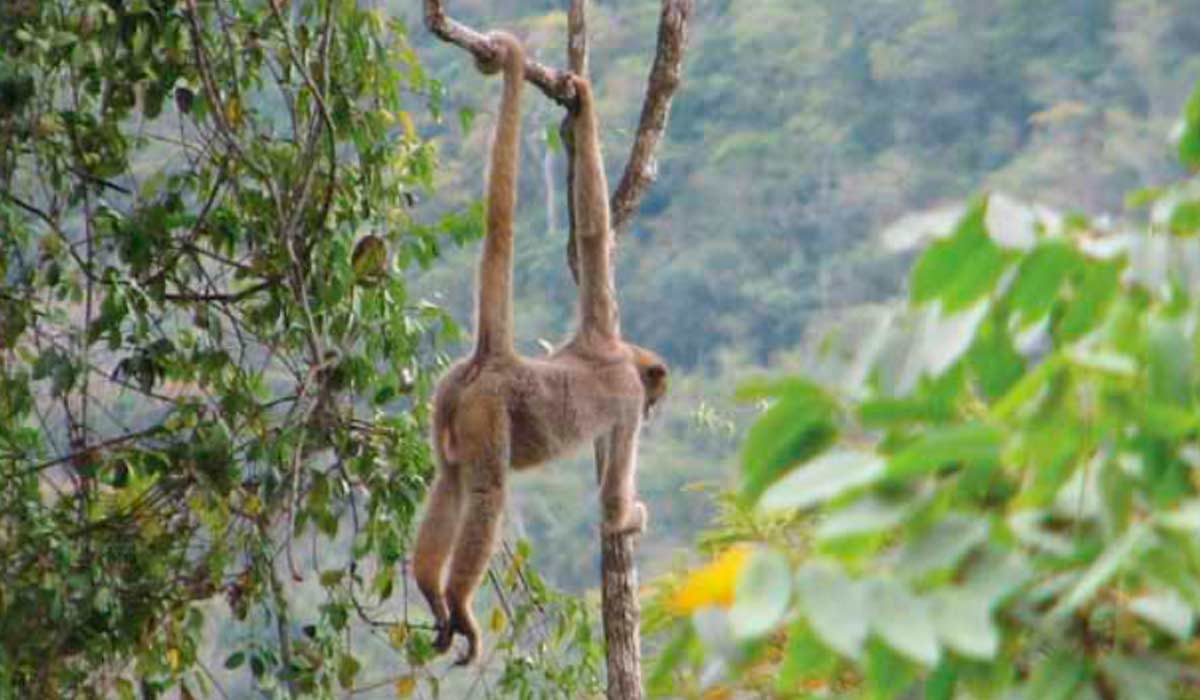 Muriqui sustentando o peso do corpo com a ajuda da cauda preensil - Foto: Fernanda P. Tabacow