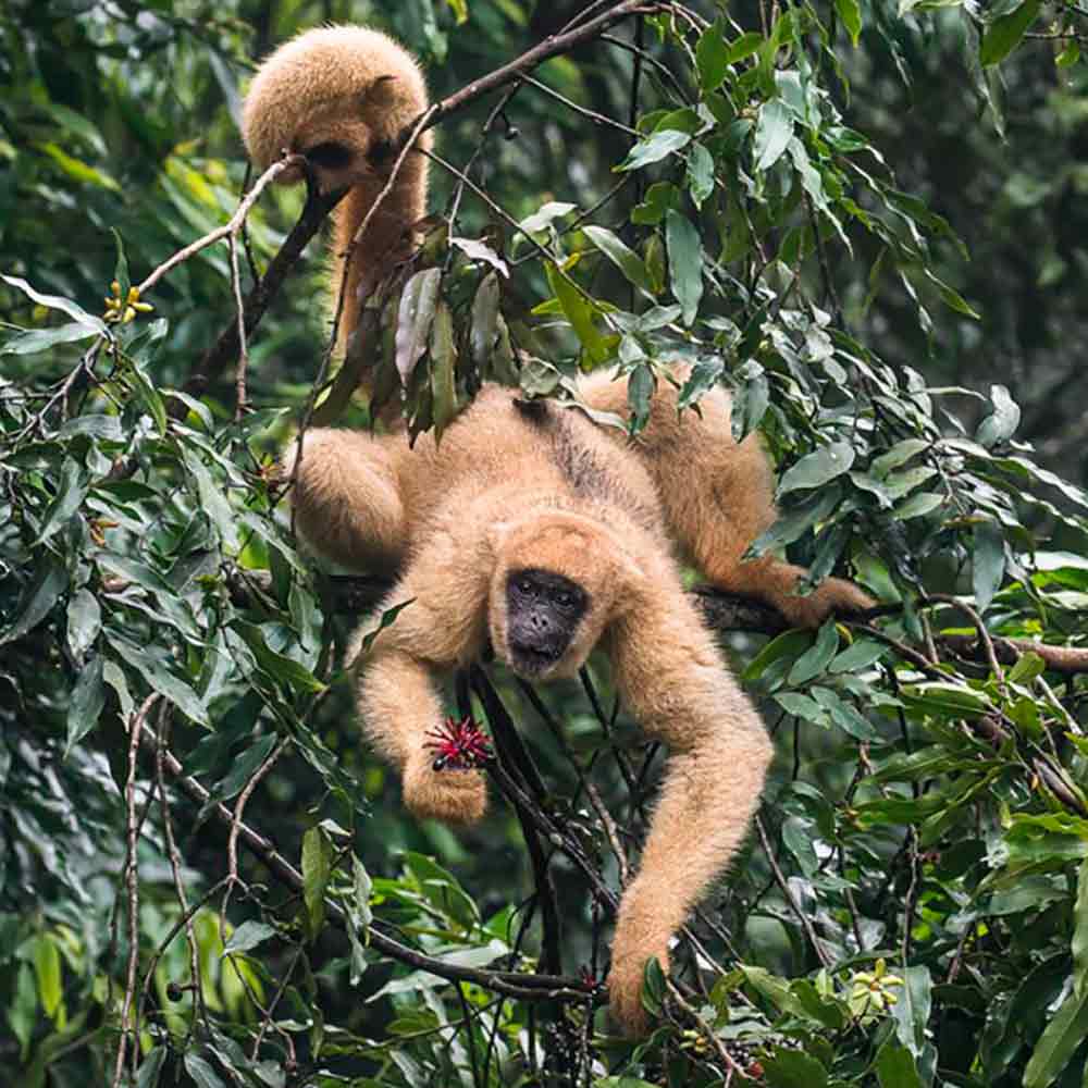 Muriqui se alimentando na copa de uma árvore