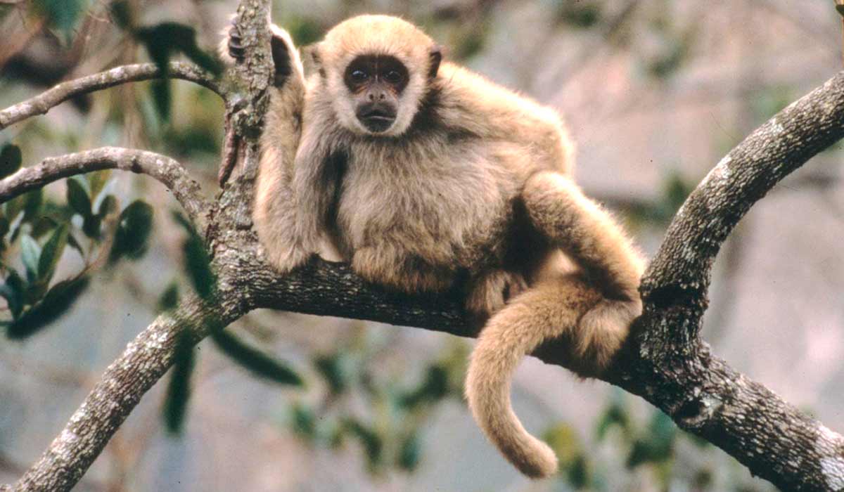 Muriqui jovem descansando no galho