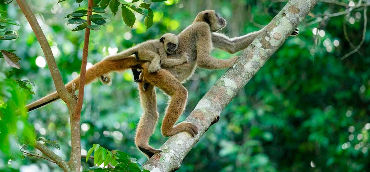 Mamãe muriqui com um filhote nas costas passeando nas copas das árvores