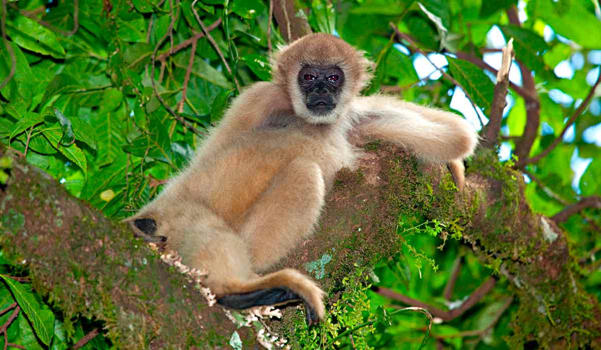 Muriqui ou mono carvoeiro (Brachyteles arachnoides)