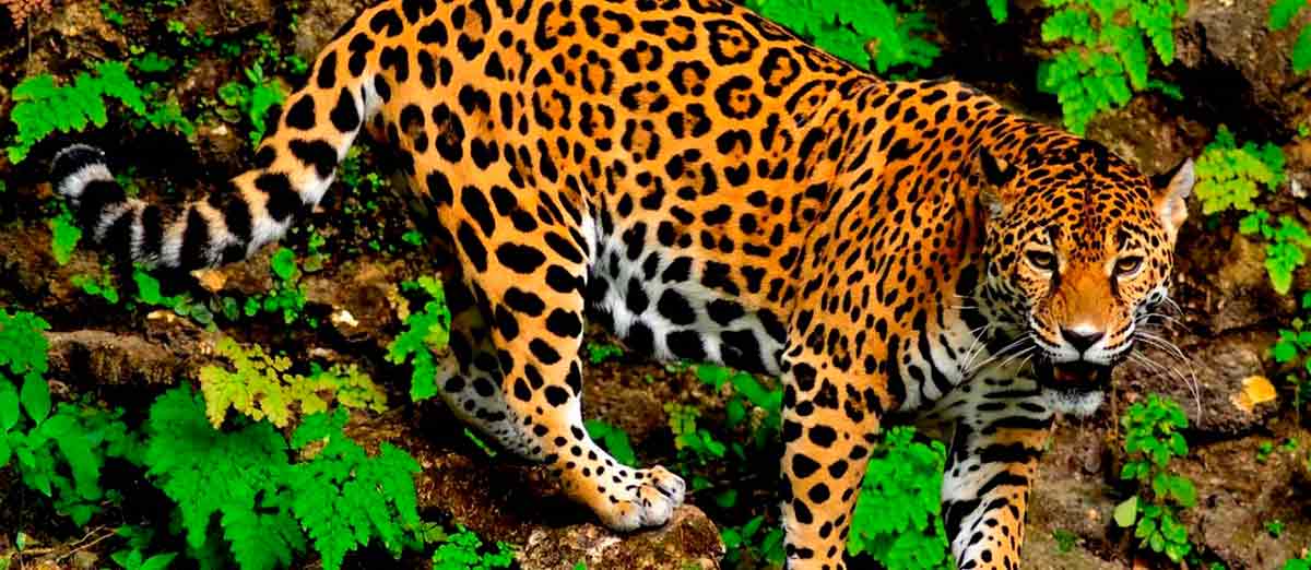 Onça pintada (Panthera onca)