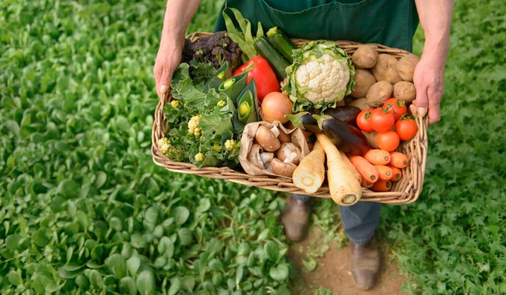 Agricultor com caixa de produtos orgânicos