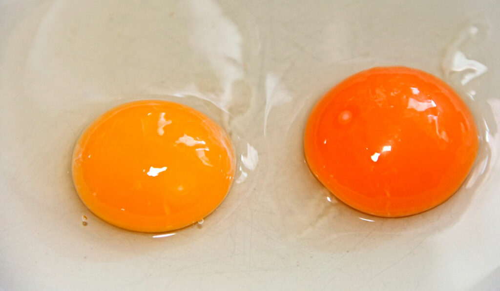 Ovo de granja à esquerda e caipira à direita