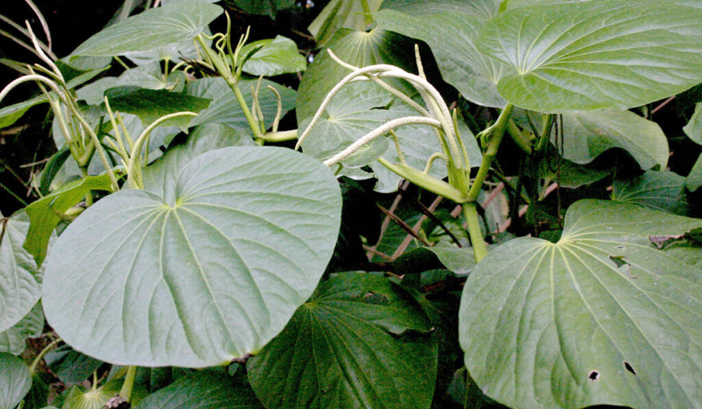 Capeba (Pothomorphe umbellata)