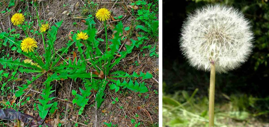 Dente-de-leão (Taraxacum officinale) - Planta e sementes maduras