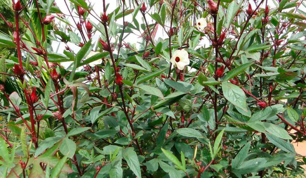 Hibisco (Hibiscus sabdariffa)