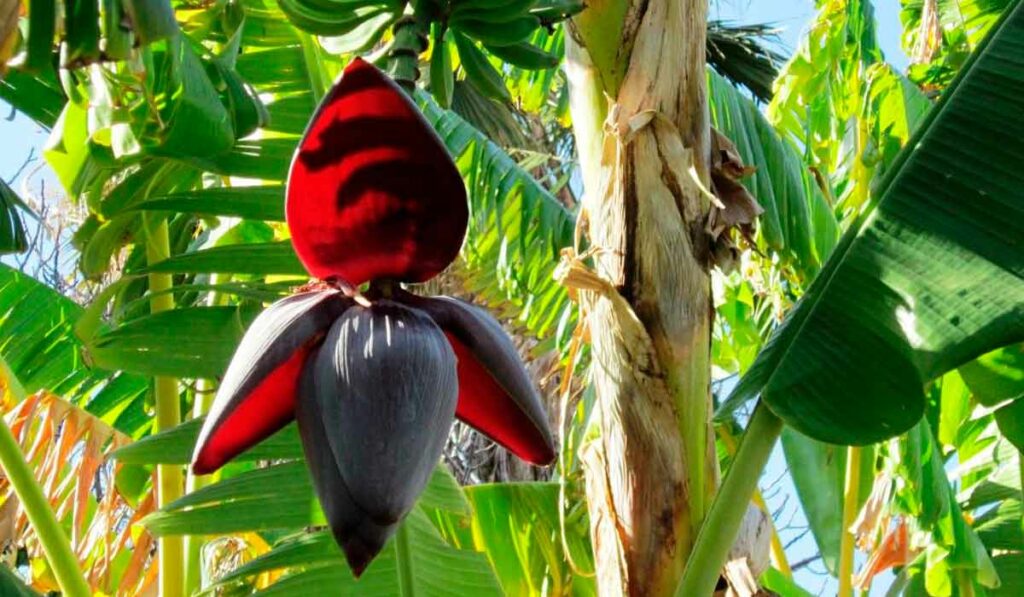 Mangará ou coração de bananeira (Musa paradisiaca)
