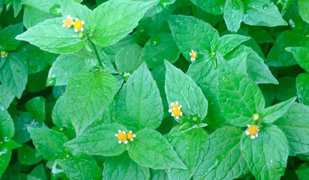 Picão branco (Galinsoga parviflora)