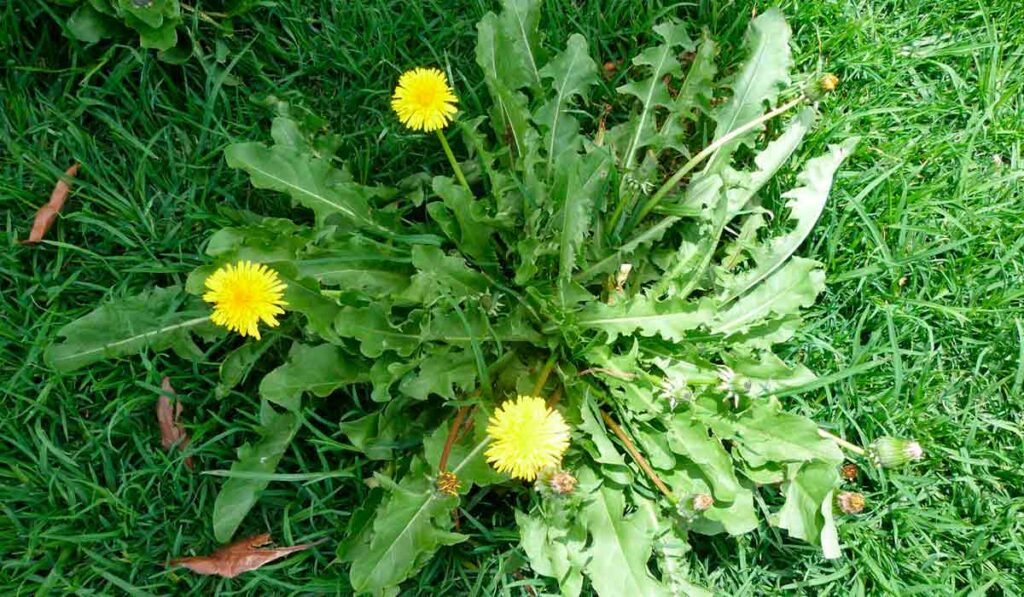 Serralha (Sonchus oleraceus)