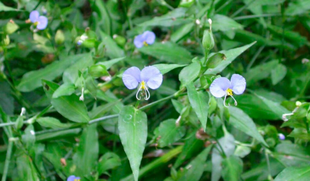 Trapoeraba (Commelina erecta)