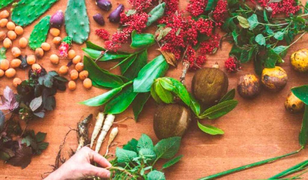 Plantas alimentícias não convencionais (PANCs) sobre a mesa