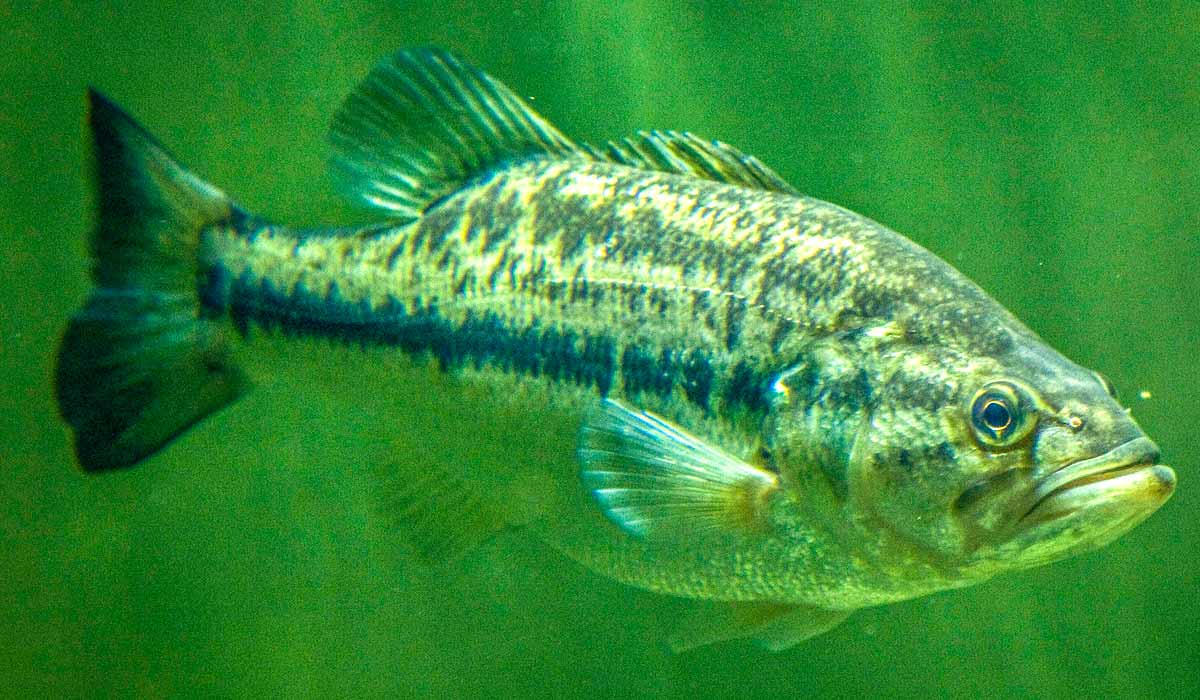 Black bass (Micropterus salmoides)