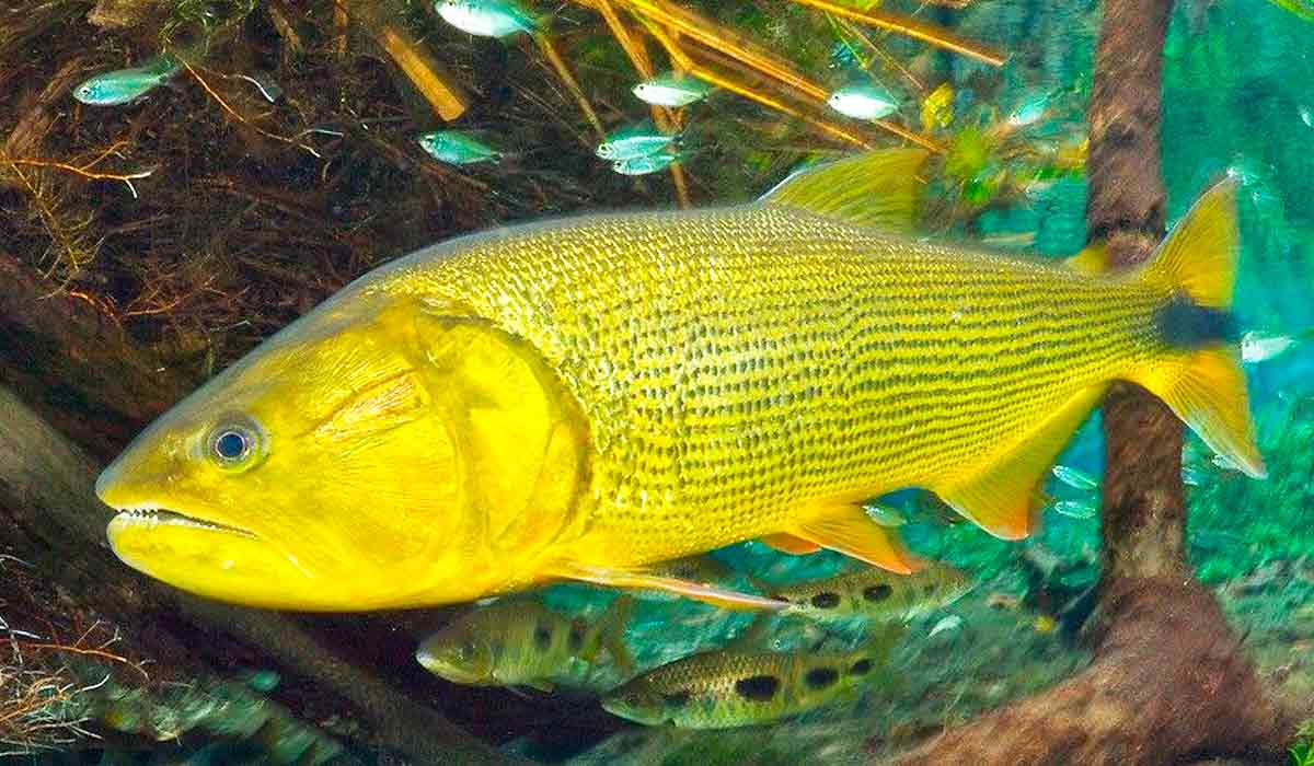 Dourado (Salminus brasiliensis)