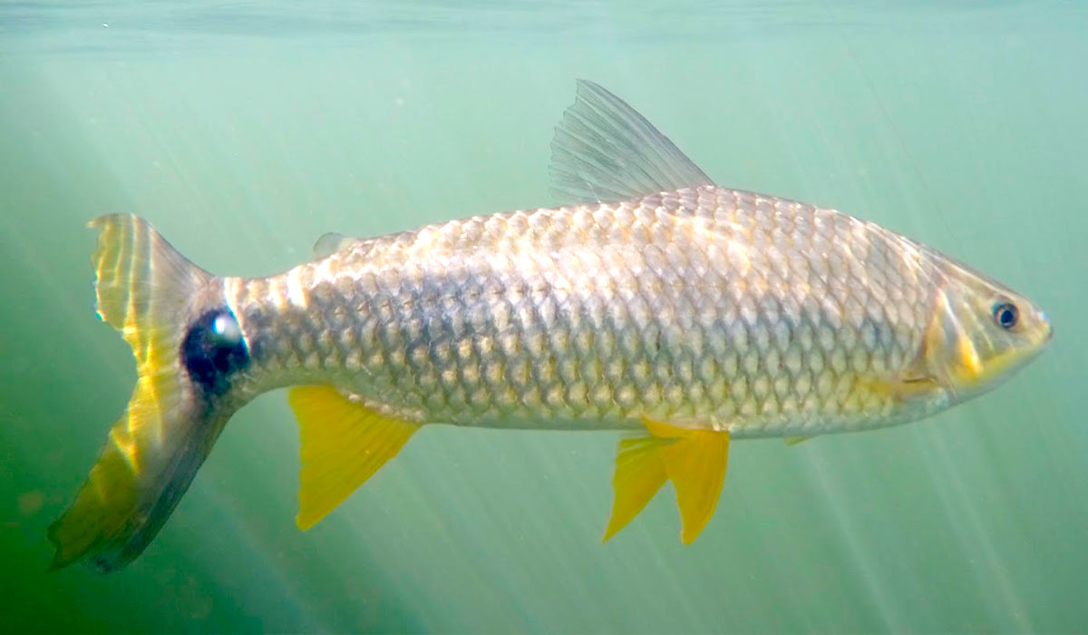 Piapara (Leporinus elongatus)