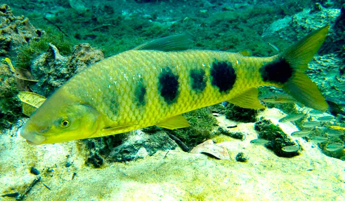 Piauçu (Leporinus macrocephalus)