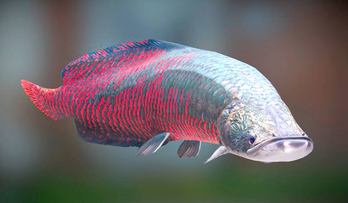 Pirarucu (Arapaima gigas)