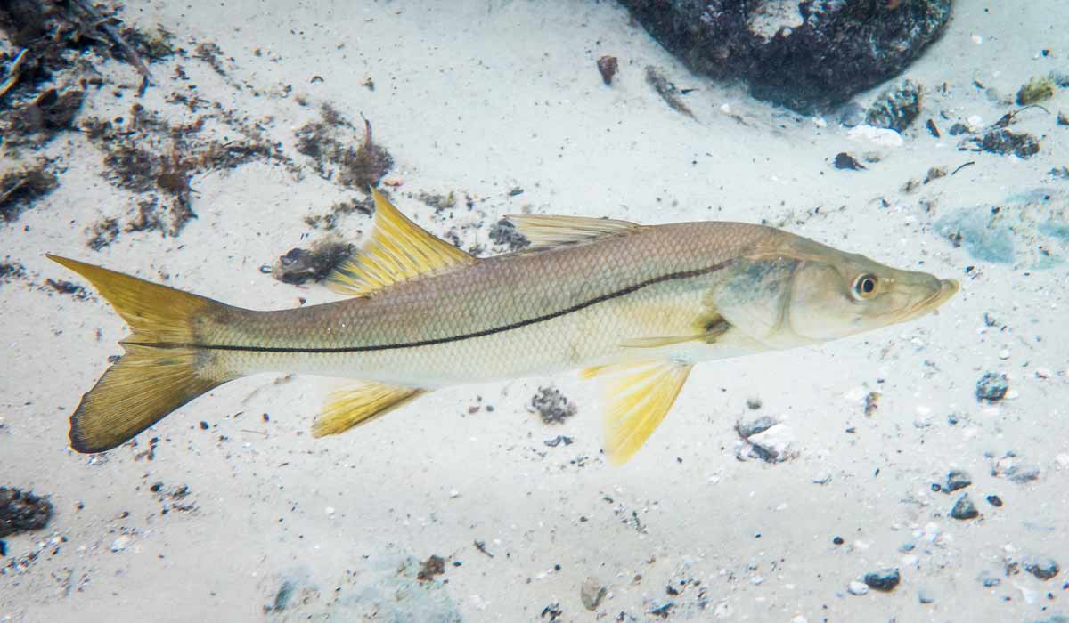 Robalo (Centropomus undecimalis)