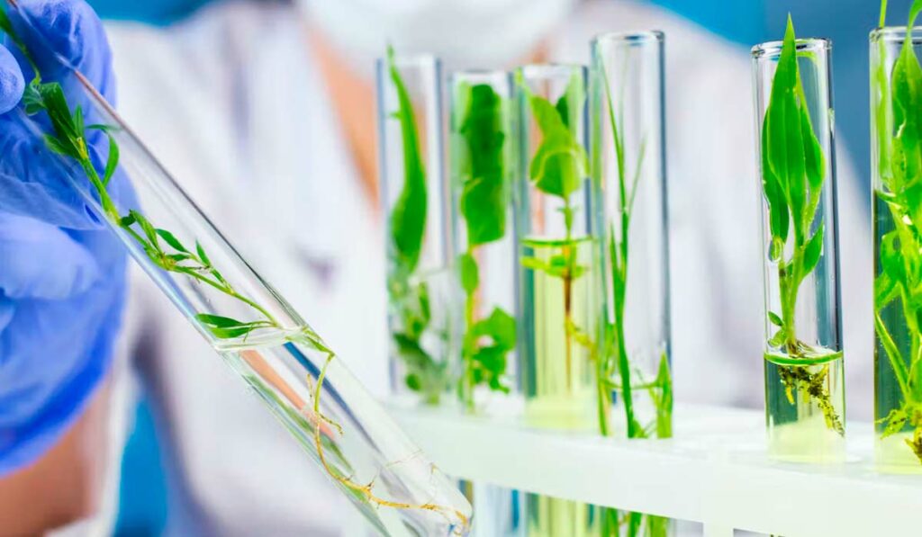 Cultura in vitro de plantas