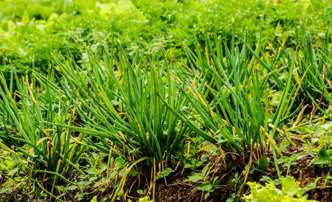 Horta com técnica de misturar plantas companheiras