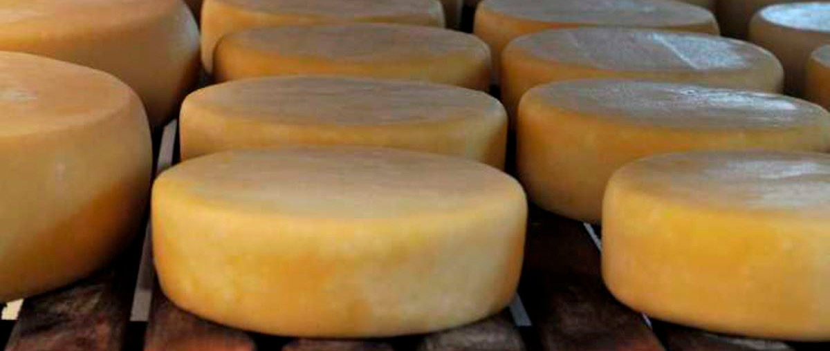 Prateleira de cura com queijos artesanais