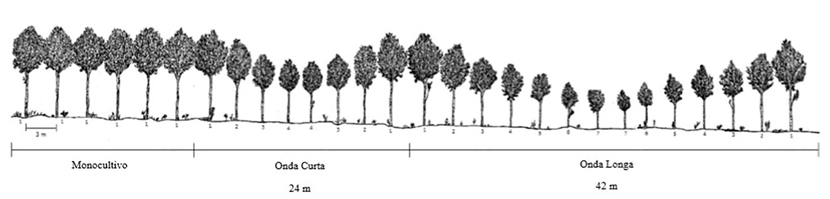 Desenho esquemático de uma seção transversal do plantio (crédito: arquivo pessoal da pesquisadora)