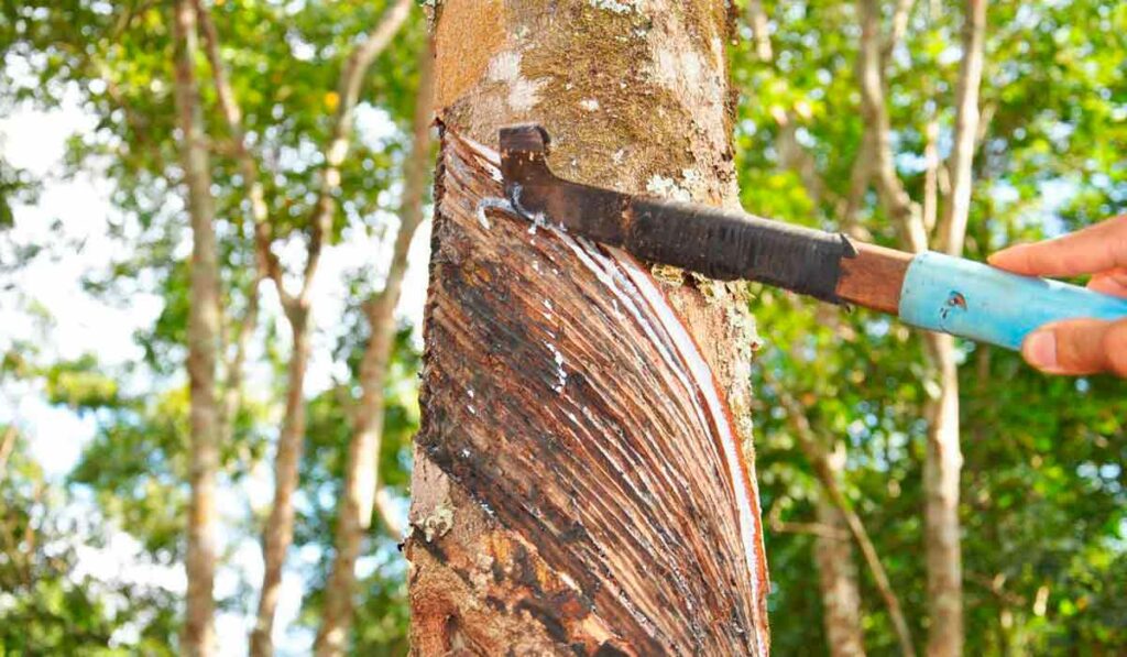 Tronco de seringueira sendo sangrado